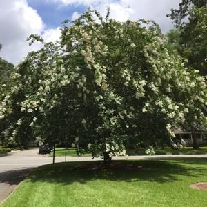 Meet your Posher, Jane